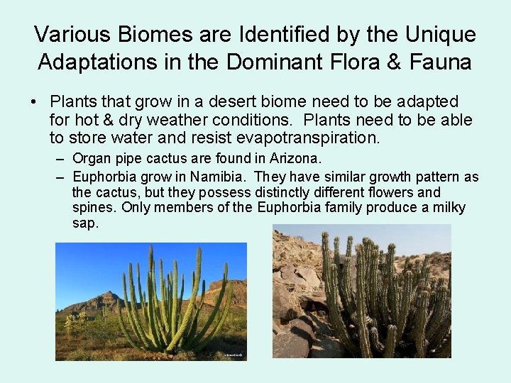 Various Biomes are Identified by the Unique Adaptations in the Dominant Flora & Fauna