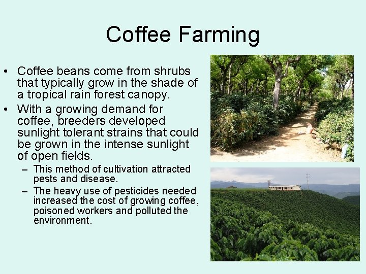 Coffee Farming • Coffee beans come from shrubs that typically grow in the shade