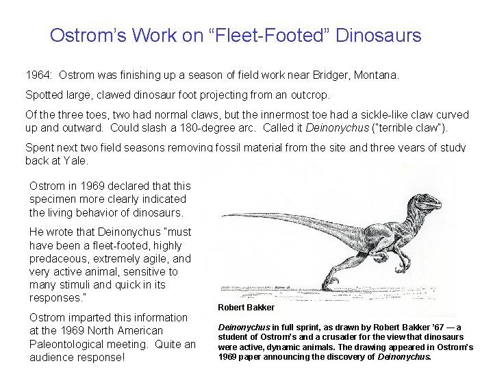Ostrom’s Work on “Fleet-Footed” Dinosaurs 1964: Ostrom was finishing up a season of field Ostrom’s Work on “Fleet-Footed” Dinosaurs 1964: Ostrom was finishing up a season of field
