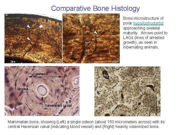 Comparative Bone Histology Bone microstructure of polar hypsilophodontid approaching skeletal maturity. Arrows point to Comparative Bone Histology Bone microstructure of polar hypsilophodontid approaching skeletal maturity. Arrows point to
