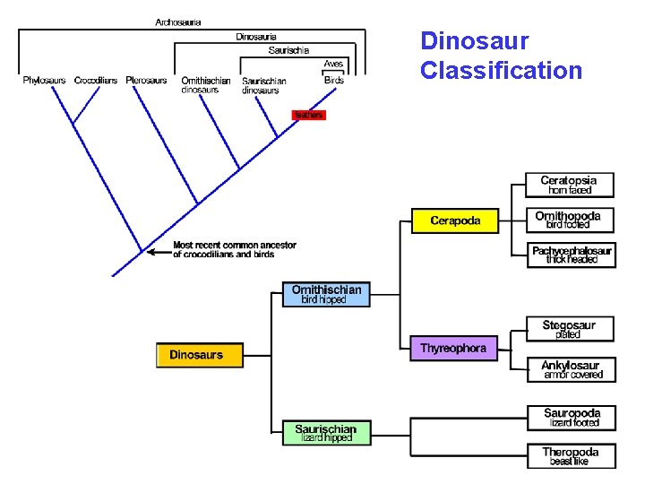 Dinosaur Classification Dinosaur Classification
