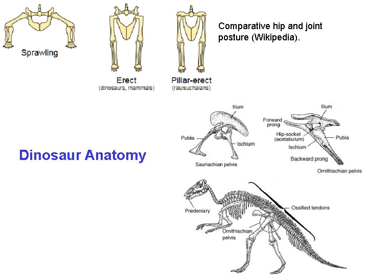 Comparative hip and joint posture (Wikipedia). Dinosaur Anatomy Comparative hip and joint posture (Wikipedia). Dinosaur Anatomy