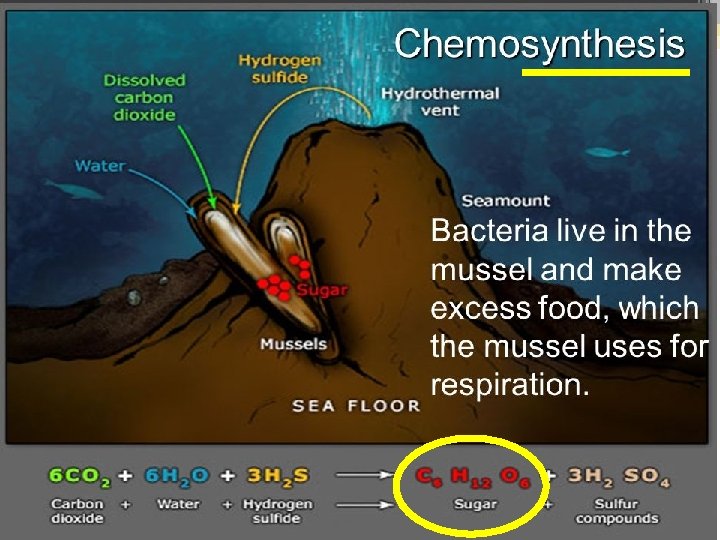 Can you see why it’s called photo. SYNTHESIS! phytoplankton & plants take 6 small