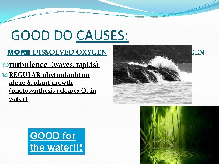 GOOD DO CAUSES: MORE DISSOLVED OXYGEN LESS DISSOLVED OXYGEN turbulence (waves, rapids), REGULAR phytoplankton