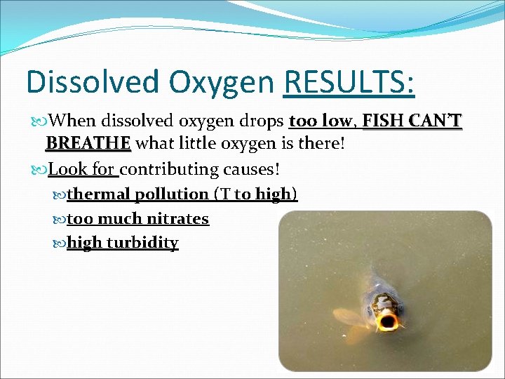 Dissolved Oxygen RESULTS: When dissolved oxygen drops too low, FISH CAN’T BREATHE what little