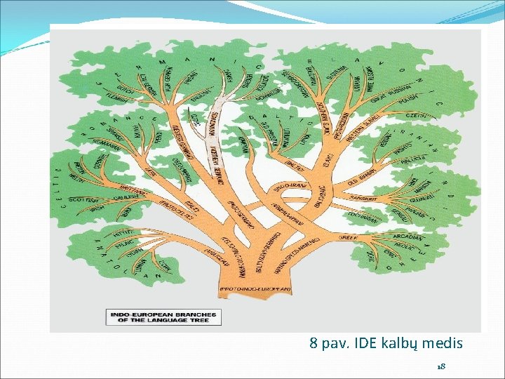 8 pav. IDE kalbų medis 18 