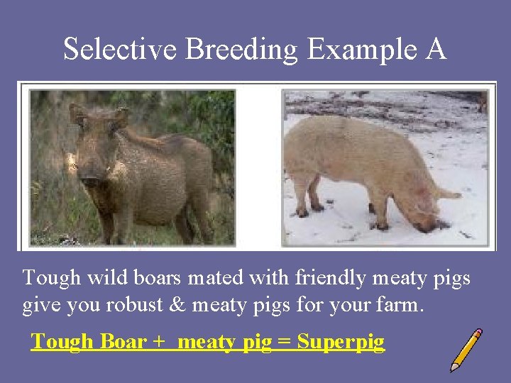 Selective Breeding Example A Tough wild boars mated with friendly meaty pigs give you