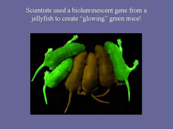 Scientists used a bioluminescent gene from a jellyfish to create “glowing” green mice! 