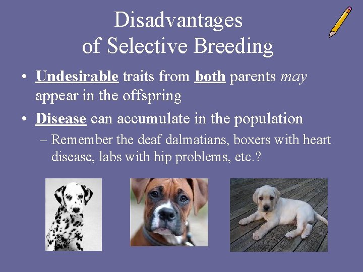 Disadvantages of Selective Breeding • Undesirable traits from both parents may appear in the