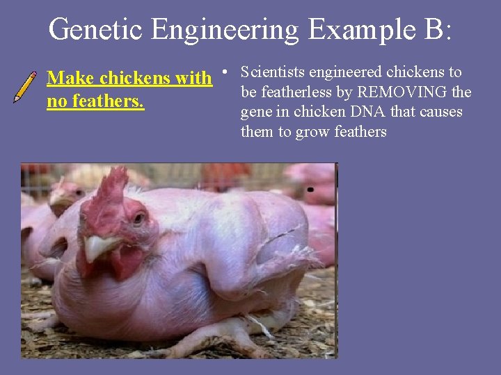 Genetic Engineering Example B: Make chickens with • Scientists engineered chickens to be featherless