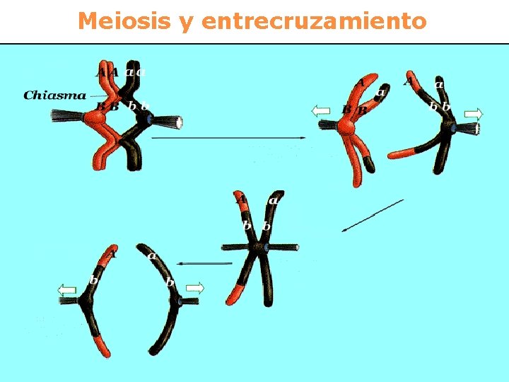 Meiosis y entrecruzamiento 