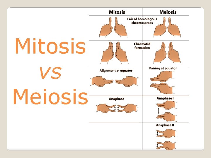 Mitosis vs Meiosis 