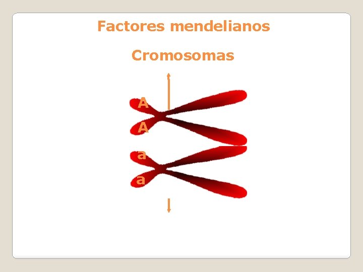 Factores mendelianos Cromosomas A A a a 