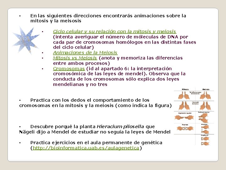  • En las siguientes direcciones encontrarás animaciones sobre la mitosis y la meisosis