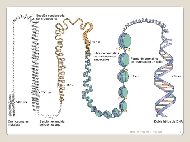 Tema 3: Mitosis y meiosis 5 