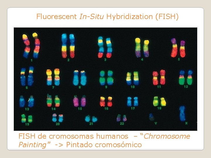 Fluorescent In-Situ Hybridization (FISH) FISH de cromosomas humanos – “Chromosome Painting" -> Pintado cromosómico