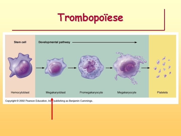 Trombopoïese 