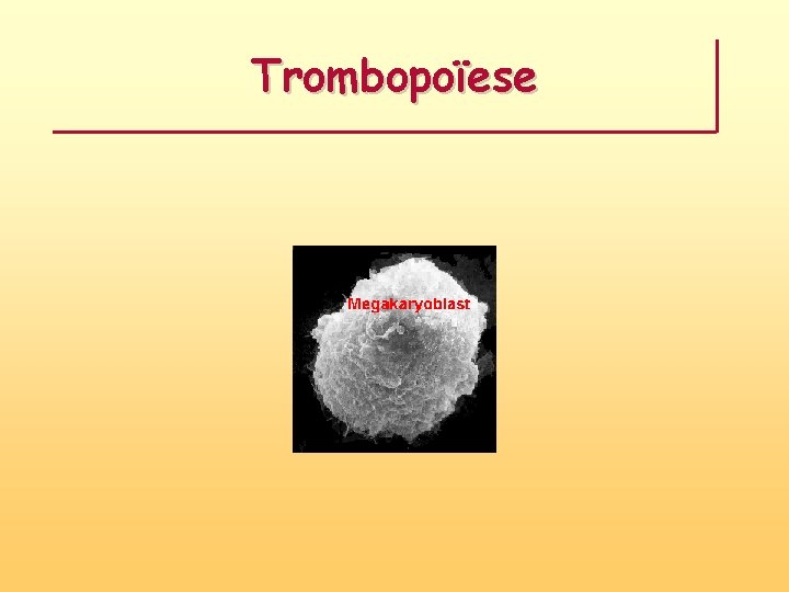 Trombopoïese 
