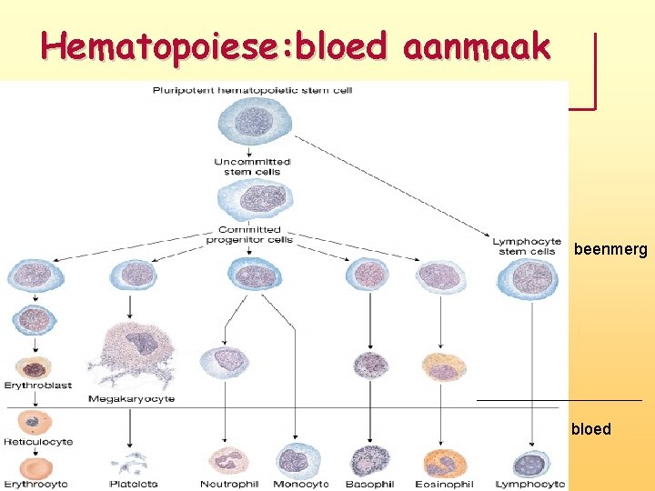 Hematopoiese: bloed aanmaak beenmerg bloed 