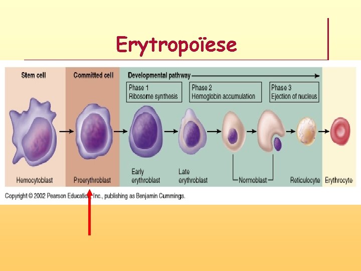 Erytropoïese 