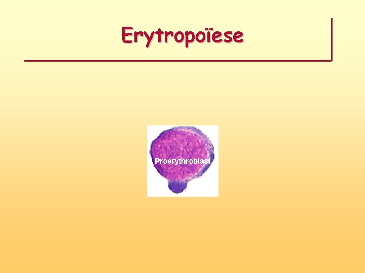 Erytropoïese 
