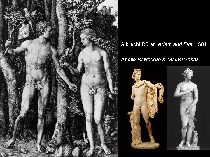 Albrecht Dürer, Adam and Eve, 1504 Apollo Belvedere & Medici Venus 