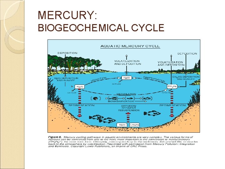 MERCURY: BIOGEOCHEMICAL CYCLE 