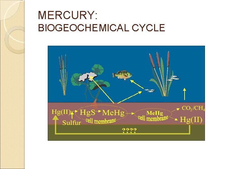 MERCURY: BIOGEOCHEMICAL CYCLE 