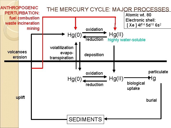 ANTHROPOGENIC PERTURBATION: fuel combustion waste incineration mining THE MERCURY CYCLE: MAJOR PROCESSES Hg(0) volcanoes