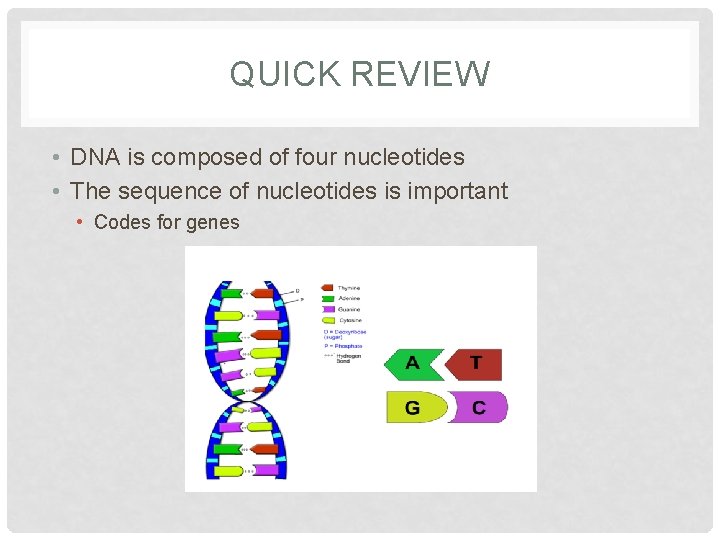 QUICK REVIEW • DNA is composed of four nucleotides • The sequence of nucleotides