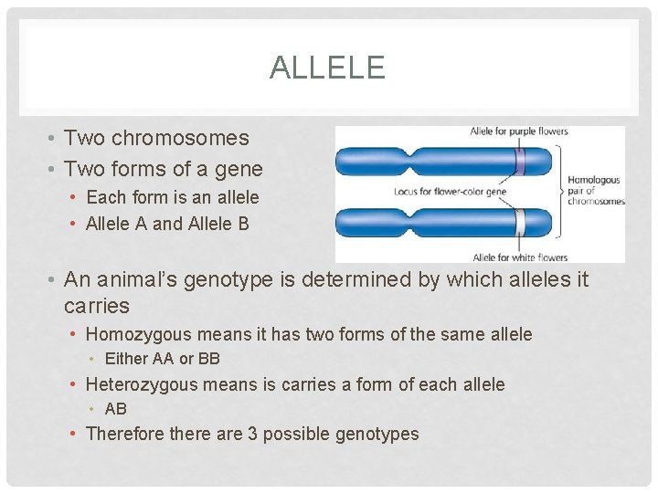 ALLELE • Two chromosomes • Two forms of a gene • Each form is