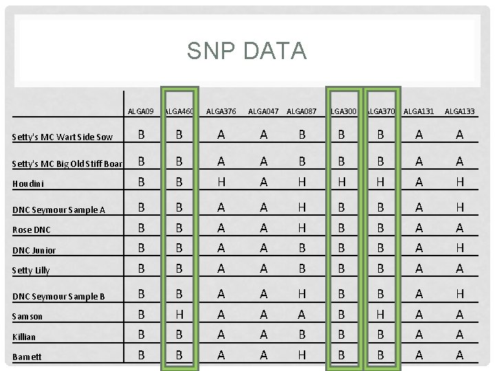SNP DATA Setty's MC Wart Side Sow Setty's MC Big Old Stiff Boar Houdini