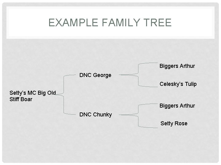EXAMPLE FAMILY TREE Biggers Arthur DNC George Celesky’s Tulip Setty’s MC Big Old Stiff