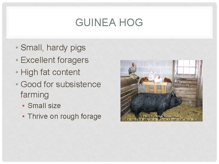 GUINEA HOG • Small, hardy pigs • Excellent foragers • High fat content •