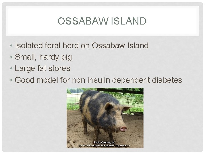 OSSABAW ISLAND • Isolated feral herd on Ossabaw Island • Small, hardy pig •