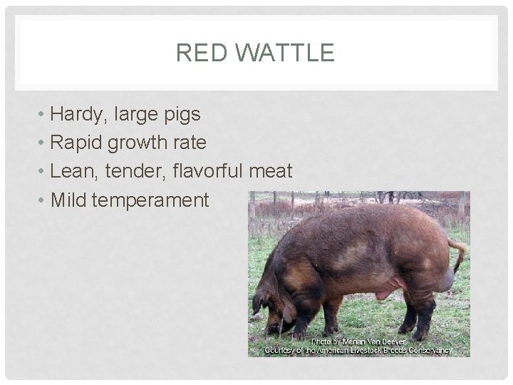 RED WATTLE • Hardy, large pigs • Rapid growth rate • Lean, tender, flavorful