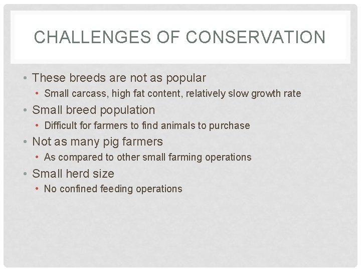 CHALLENGES OF CONSERVATION • These breeds are not as popular • Small carcass, high