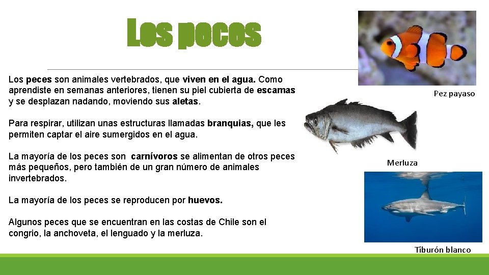 Los peces son animales vertebrados, que viven en el agua. Como aprendiste en semanas