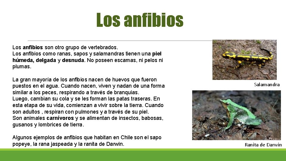 Los anfibios son otro grupo de vertebrados. Los anfibios como ranas, sapos y salamandras