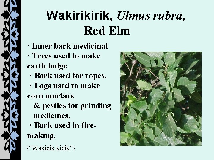 Wakirik, Ulmus rubra, Red Elm · Inner bark medicinal · Trees used to make