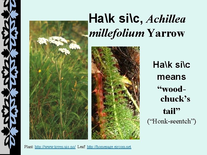 Hak sic, Achillea millefolium Yarrow Hak sic means “woodchuck’s tail” (“Honk-seentch”) Plant: http: //www.