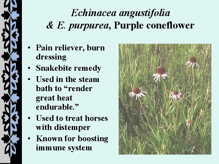 Echinacea angustifolia & E. purpurea, Purple coneflower • Pain reliever, burn dressing • Snakebite