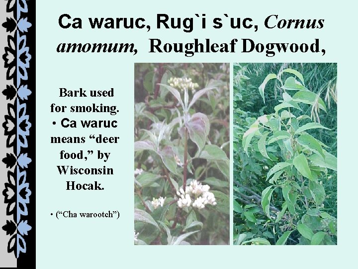 Ca waruc, Rug`i s`uc, Cornus amomum, Roughleaf Dogwood, Bark used for smoking. • Ca
