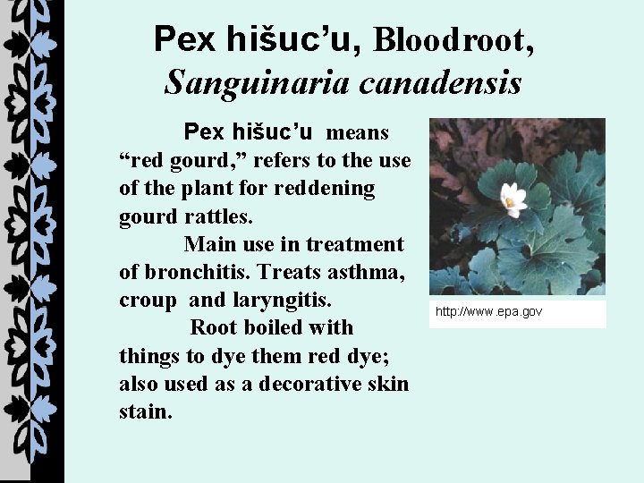 Pex hišuc’u, Bloodroot, Sanguinaria canadensis Pex hišuc’u means “red gourd, ” refers to the