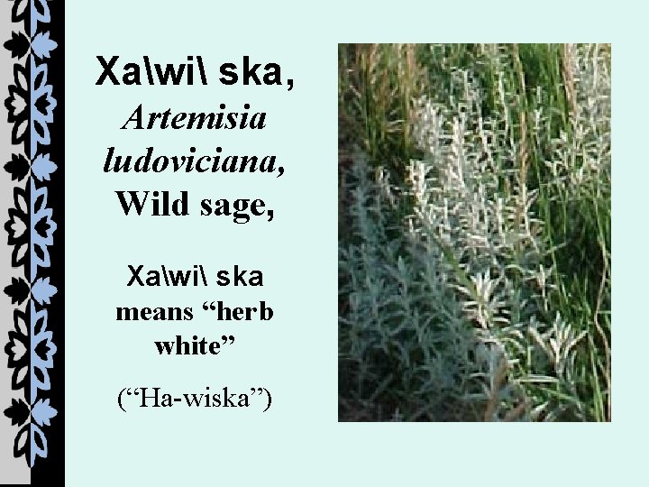 Xawi ska, Artemisia ludoviciana, Wild sage, Xawi ska means “herb white” (“Ha-wiska”) 