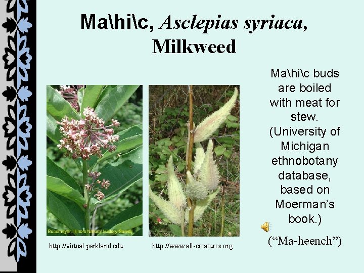 Mahic, Asclepias syriaca, Milkweed Mahic buds are boiled with meat for stew. (University of