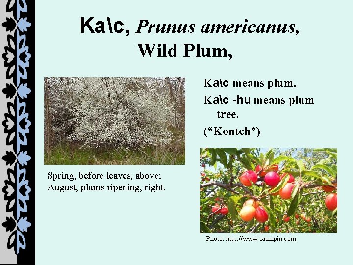 Kac, Prunus americanus, Wild Plum, Kac means plum. Kac -hu means plum tree. (“Kontch”)