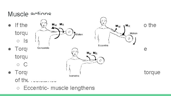 Muscle actions ● If the torque the activated muscle creates is equal to the
