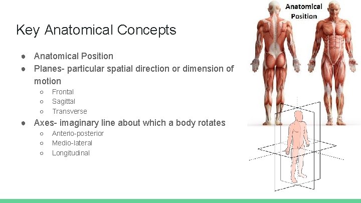 Key Anatomical Concepts ● Anatomical Position ● Planes- particular spatial direction or dimension of
