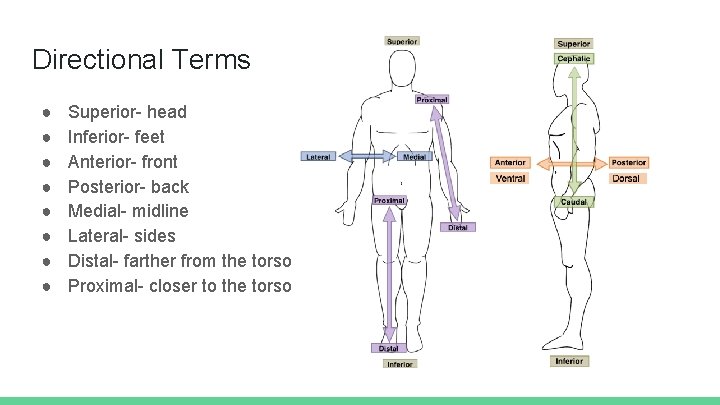 Directional Terms ● ● ● ● Superior- head Inferior- feet Anterior- front Posterior- back